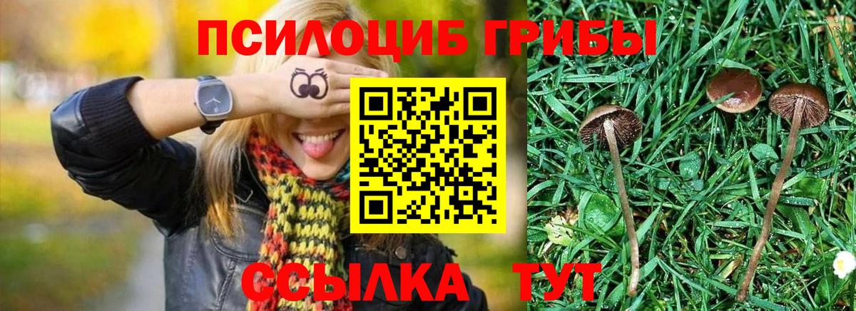 Псилоцибиновые грибы мицелий Алатырь